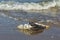 Dead black-backed gull washed ashore