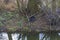 Dead black bird cormorant on the bank of a water channel in the woods under a tree