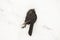 Dead black bird lying in the snow