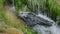 Dead black raven in the clear transparent water of a mountain river.