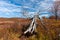 Dead Bleached Tree - Late Autumn Scene - Dolly Sods Wilderness - West Virginia