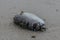 Dead blowfish at Secret Beach Koh Phangan