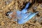 Dead Blue Bird