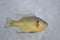 A dead blue gill in the frozen lake after ice fishing