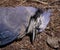 Dead Blue Jay Face