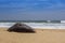 Dead blue spotted puffer fish on the beach in Sri lanka