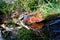 A dead branch in the dense forest near Nature\\\'s Valley, South Africa, overgrown with mushrooms