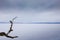 A dead branch hangs out on a frozen lake with snow