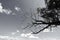 Dead branch with sky and cloud