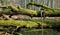 Dead broken trees moss wrapped