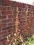 Dead brown leaves on red brick wall