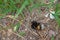 Dead bumblebee with folded wings and striped gray-black-brown tail lies on sandy beige forest soil dotted with dry twigs.