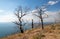 Dead burned trees at Lake Butte View above Yellowstone Lake in Yellowstone National Park in Wyoming