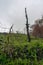 Dead burnt trees silhouettes with new lush green grass