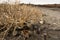 Dead Bush on Black Sandy Beach