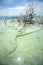 Dead Bush in Dead Sea