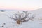 Dead bush in sand dunes at sunrise