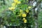 A dead butterfly cocoon is hanging on a leaflet of a Senna Auriculata plant