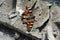 Dead butterfly on the windowsill of an abandoned house