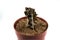 Dead cactus in a flower pot