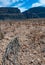 Dead cactus lying on the ground Ocotillo plant (Fouquieria splendens