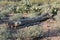 Dead cactus in Saguaro National Park West Tucson