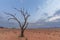 Dead camel thorn tree in arid landscape