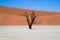 Dead camel thorn tree, Dead Vlei, Sossusvlei National Park, Namibia