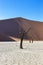 Dead camel thorn tree in front of large red sand dune