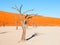 Dead camel thorn trees in Deadvlei dry pan with cracked soil in the middle of Namib Desert red dunes, Sossusvlei