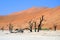 Dead Camelthorn Acacia erioloba Trees in Dead Vlei, Namib Naukluft National Park, Namibia