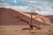 Dead Camelthorn tree against sand dunes in Namibia