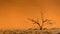 Dead Camelthorn tree against sand dunes in Namibia