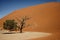 Dead camelthorn tree and contrasting sand colours in Namib-Naukluft Park in Namibia, Africa