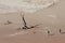 Dead camelthorn tree in Deadvlei, Namib Desert