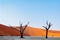 Dead camelthorn trees against red dunes