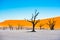 Dead Camelthorn Trees and red dunes in Deadvlei, Sossusvlei, Nam