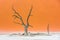 Dead Camelthorn Trees and red dunes in Deadvlei, Sossusvlei, Namib-Naukluft National Park, Namibia