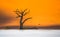 Dead Camelthorn Trees and red dunes,Deadvlei, Sossusvlei, Namibia