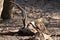 Dead carcass and remains of a deer in Ranthambore National Park India, likely was attacked and eaten by a tiger