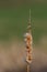 Dead cattails in spring near a lake in Canada, Quebec