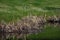 Dead cattails in spring near a lake in Canada, Quebec