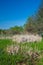 Dead cattails in spring near a lake in Canada, Quebec