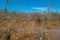 Dead cattails in the wetland