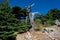 Dead cedar tree in a mountain reserve