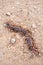 Dead centipede on sand floor