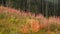 Dead and charred trees and colorful fall foliage with fireweed Chamerion angustifolium in Tweedsmuir South Provincial Park