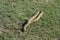 Dead Checked Keelback Snake