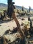 Dead cholla jumping cactus in Joshua Tree National Park