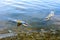 Dead chum salmon (Oncorhynchus keta) in Chehalis River, Fraser V